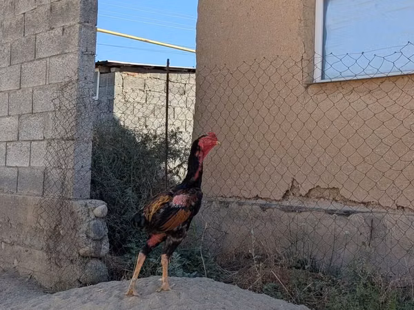 Chickens — Kyrgyzstan