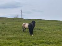 Mare, Horses — photo 4