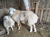 የጎትት አውራ በግ, Sheep — ፎቶ 2