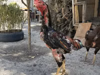 Shamo chickens — photo 2
