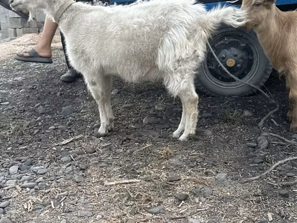 Goat, Goats — Kyrgyzstan