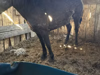 Mare, Horses — photo 4
