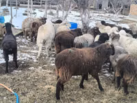 Sheep, Sheep — photo 1