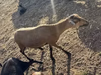 แกะ (เป็นล็อต, ไม่ระบุเพศ), Cameroon sheep — รูปภาพ 6