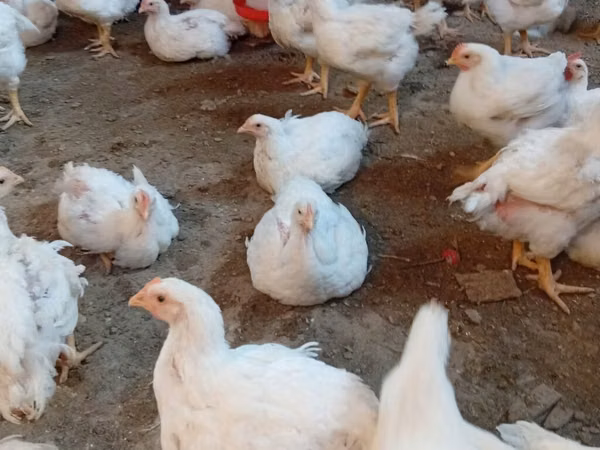 Chickens — Қирғизистон