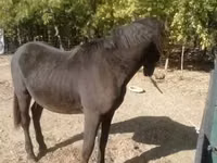 اسب نر, Nonius horse — عکس 2