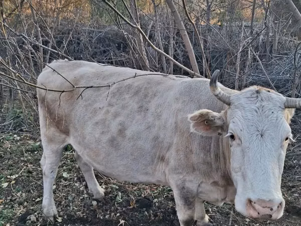 Cow, Latvian Blue cattle
