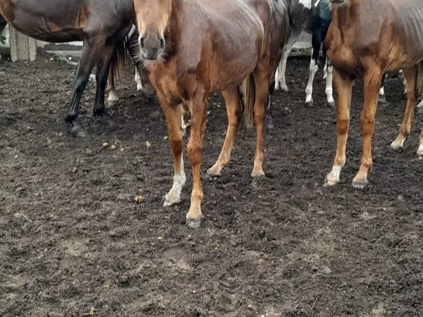 Kuda betina, Horses — Kazakhstan