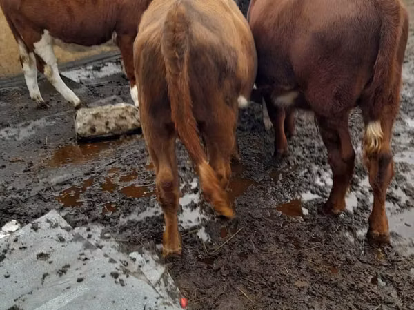 Toro, Bovini — Kazakistan