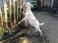 Kambing jantan, Saanen goat — foto 3