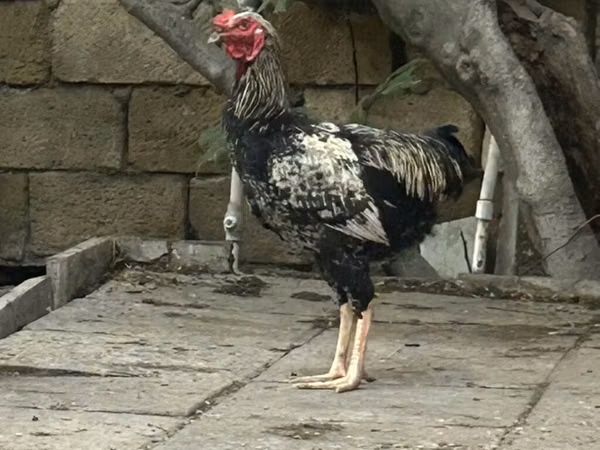Chickens — Aserbaidschan