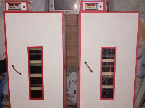İnkubator 1000 yumurtalıq zakasla yigilir tam afdamat isdeyeyir unvan