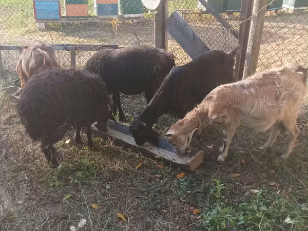 Goat, Goats — Moldova