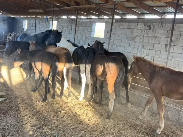 ሴት ፈረስ, Horses
