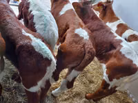 雄牛, Simmental cattle — 写真 2
