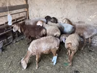 Sheep, Sheep — photo 2