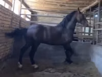Ձի, Kazakh horse — լուսանկար 2
