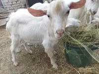 ஆண் வெள்ளாடு, Saanen goat — புகைப்படம் 1