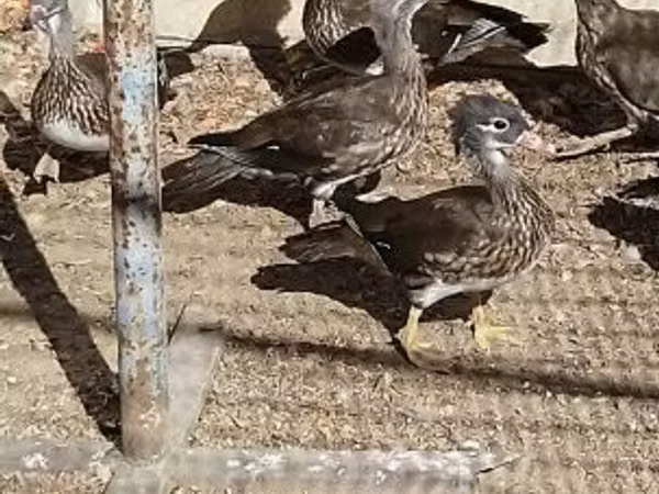 Ducks — Węgry