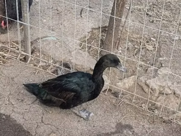 Cayuga — Hungary