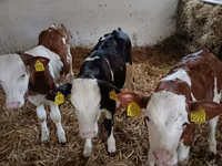 Bull, Simmental cattle — photo 4