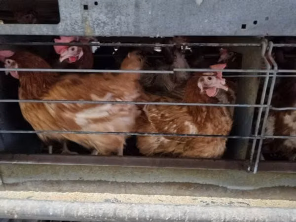 Chickens — Hungary