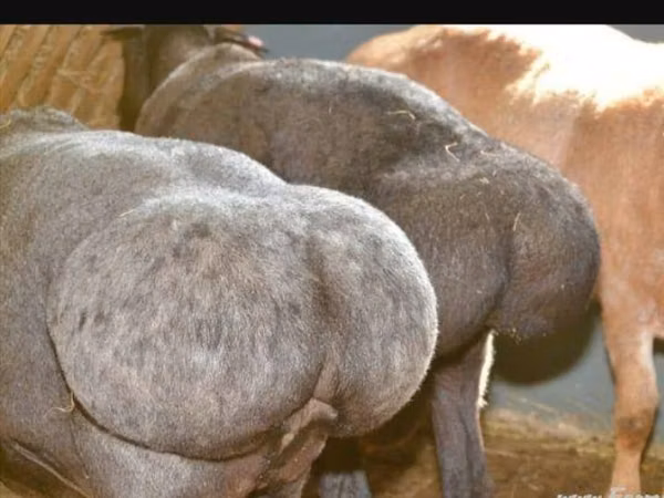 Ram, Sheep — Kazakhstan