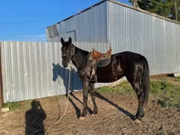 Madyan, Kazakh horse — foto 2
