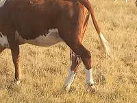 Vaca, Cabeça Branca Ucraniana — foto 1