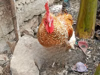 Σάμο chickens — φωτογραφία 2