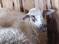 Ram, White Suffolk sheep — photo 3