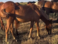 Kısrak, Kazakh horse — foto 3