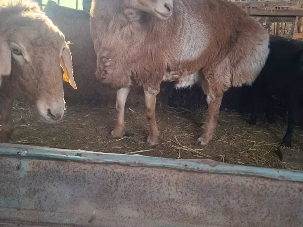 Kambing jantan, Sheep — Kazakhstan