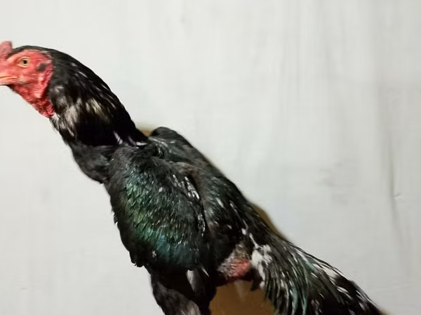 Chickens — Uzbekistan