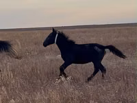 اسب نر, Kazakh horse — عکس 2