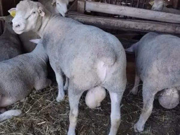 قوچ, Ile-de-France sheep