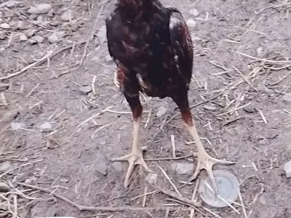 Chickens — Ázerbájdžán