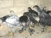 Chickens — photo 4
