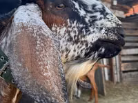 Billy Goat, Nubian Goat — photo 1