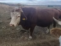 Lembu jantan, Simmental cattle — foto 1