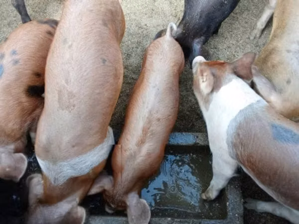 Babi betina, 