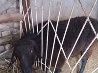 公羊, Sheep — 照片 4
