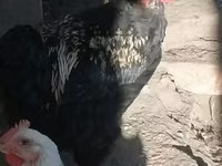 Chickens — รูปภาพ 2