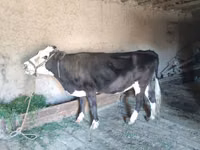 Cow, Latvian Blue cattle — photo 1