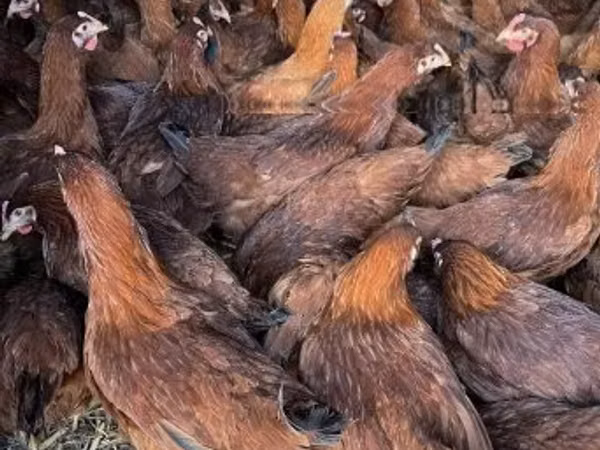 Chickens — Węgry