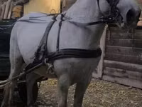 Horse (M), Horses — photo 2