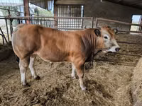 Bò đực, Partenaise cattle — ảnh 2