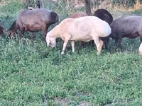 Sheep, Sheep — photo 5