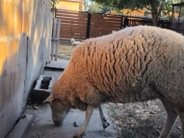 Biri-biri betina, Sheep