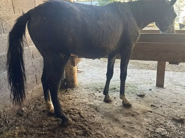Mare, Horses — Kyrgyzstan
